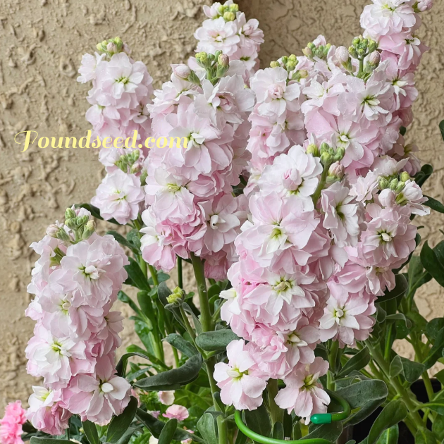 💐Eternal Love - Violet-Plantjoyfarm-best selling,Garden Seeds