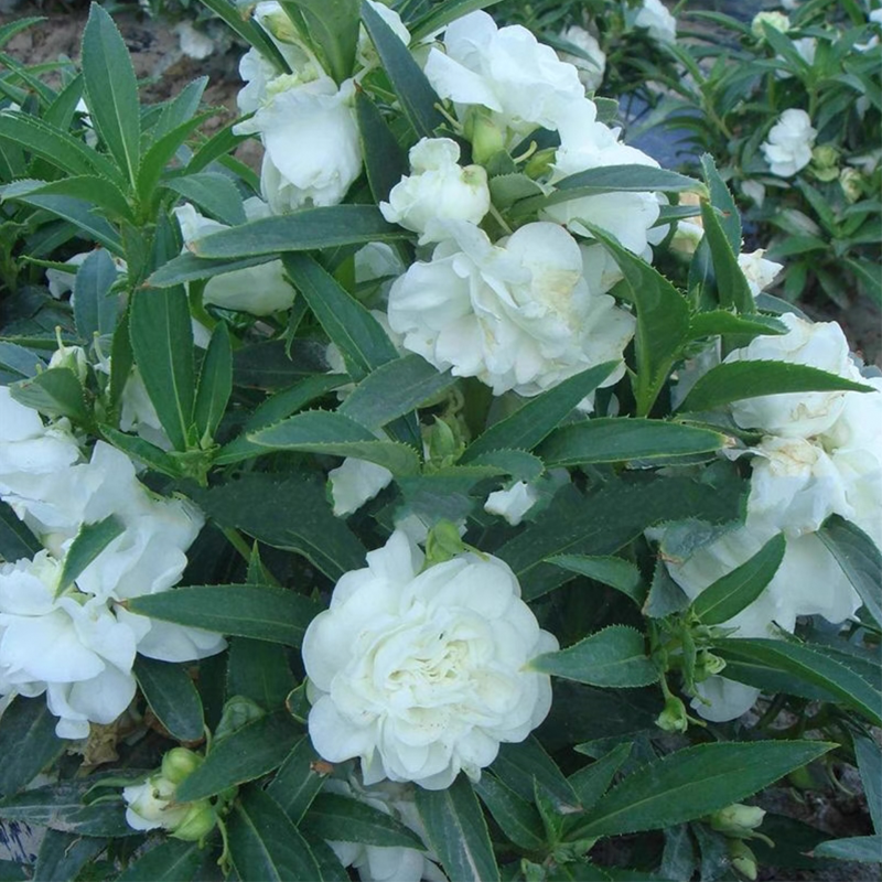 Mixed Color Double Flower Impatiens Seeds-Plantjoyfarm-Flower Seeds