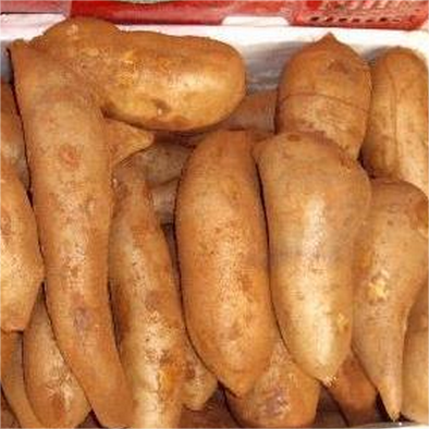 YACON FRUIT SEEDS-Plantjoyfarm-