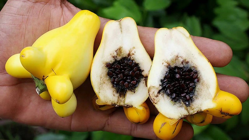 Nipple Fruit Seeds ~ Cow's Udder ~ Titty Fruit ~ Apple of Sodom (Solanum mammosum) ~ Nipplefruit Bizarre Fruit in the Solanum Family-Plantjoyfarm-new,vegetable