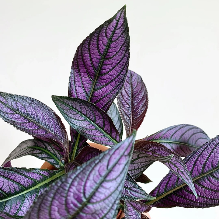 Persian Shield Hued Foliage Plant-Plantjoyfarm-Garden Seeds,best selling