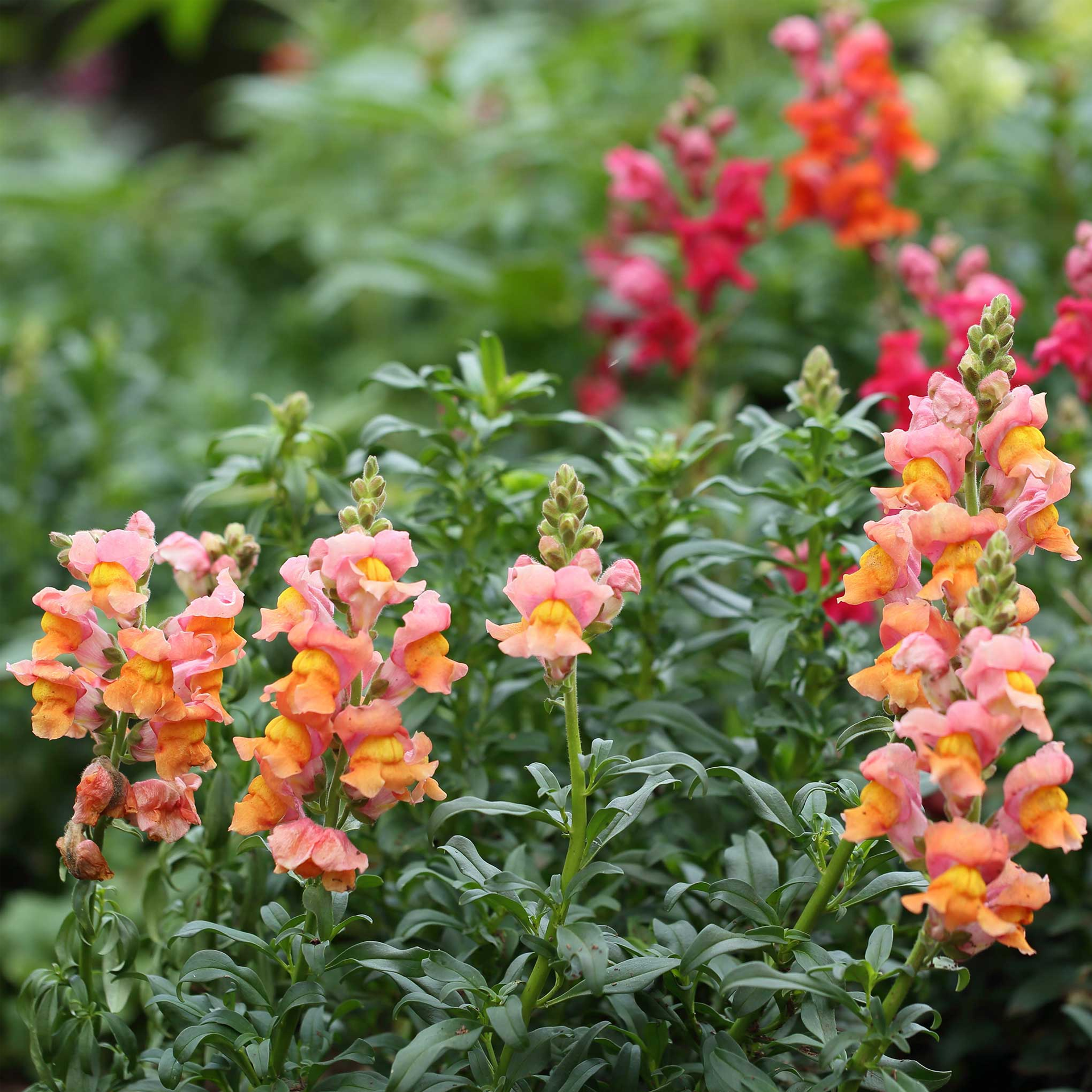 Snapdragon Seeds - Rocket Bronze-Plantjoyfarm-Flower Seeds,Partial Shade