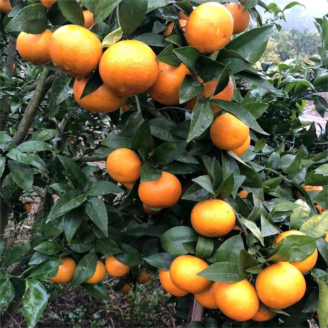 Rake Citrus Seeds (🪴Can be potted)-Plantjoyfarm-