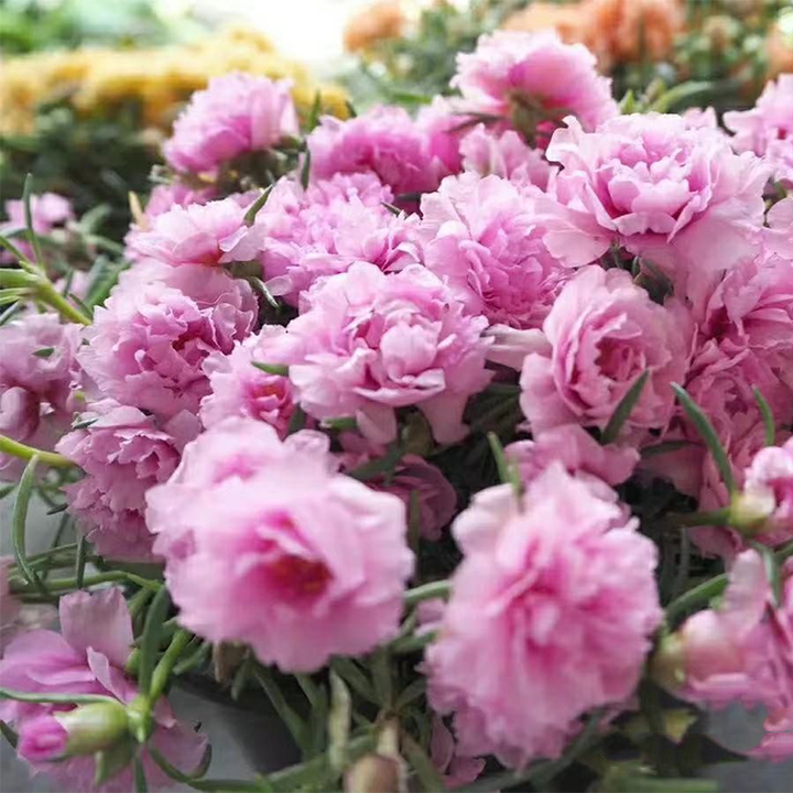 Heavy Petals Pine Leaf Peony-Plantjoyfarm-Garden Seeds,best selling