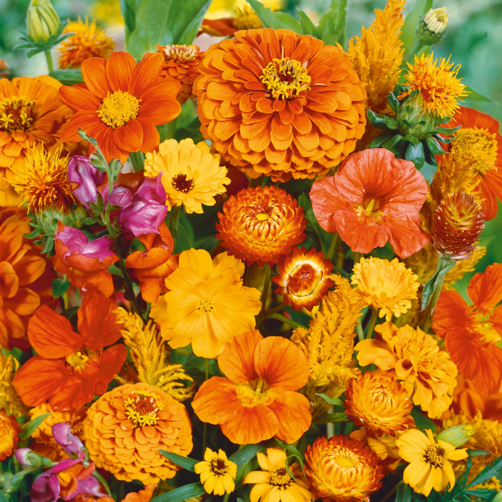 Orange You Glad - Orange Flower Seed Mix-Plantjoyfarm-Flower Seeds,Garden Seeds,best selling