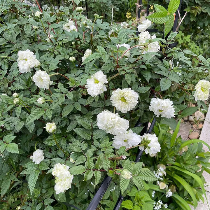 Blanc Double-Blossom de Coubert Seeds-Plantjoyfarm-Flower Seeds,Garden Seeds,best selling
