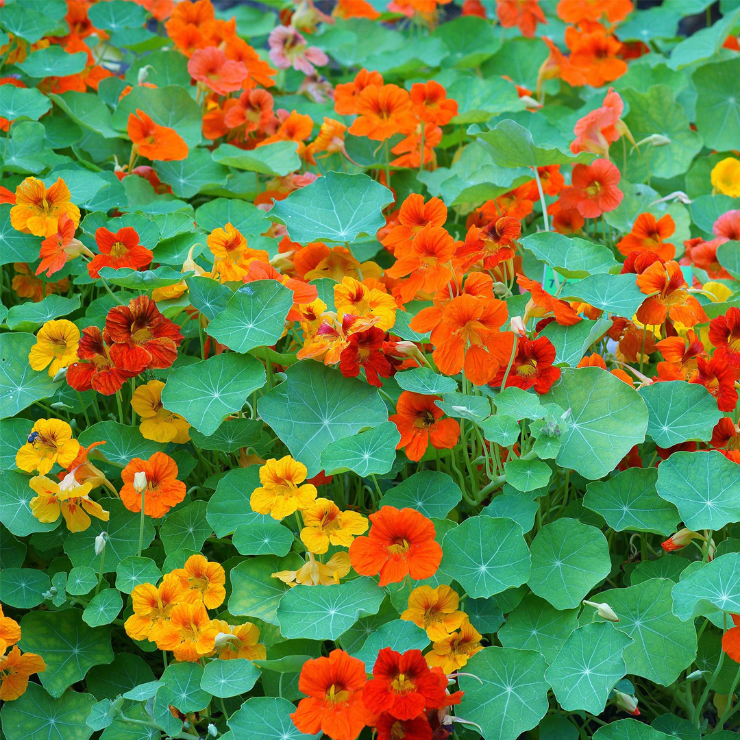 Nasturtium Seeds - Mixed Colors - Annual-Plantjoyfarm-Flower Seeds