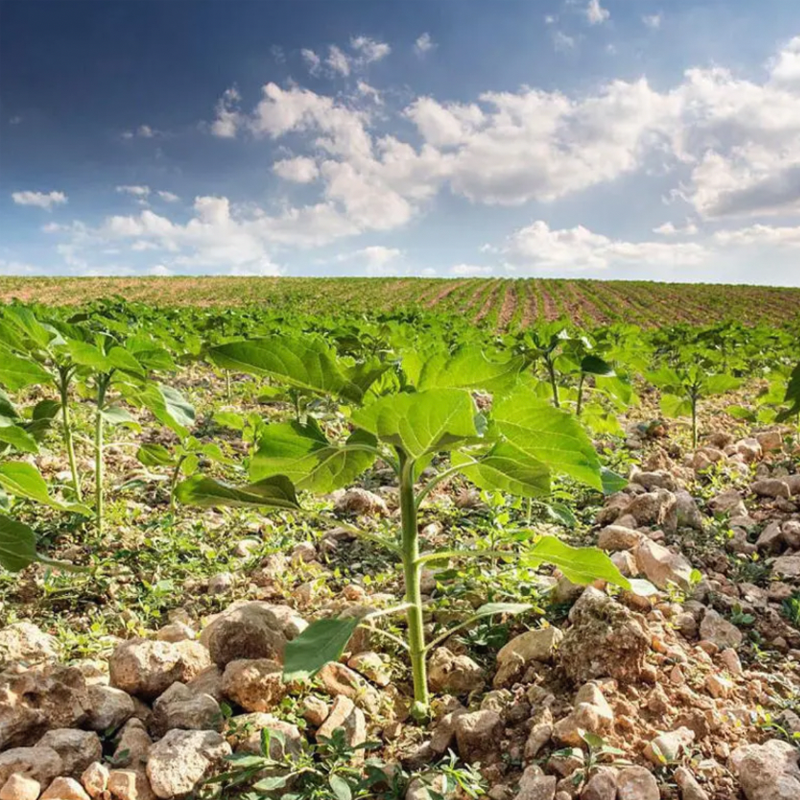 Teddy Bear Sunflower Seeds-Plantjoyfarm-Flower Seeds