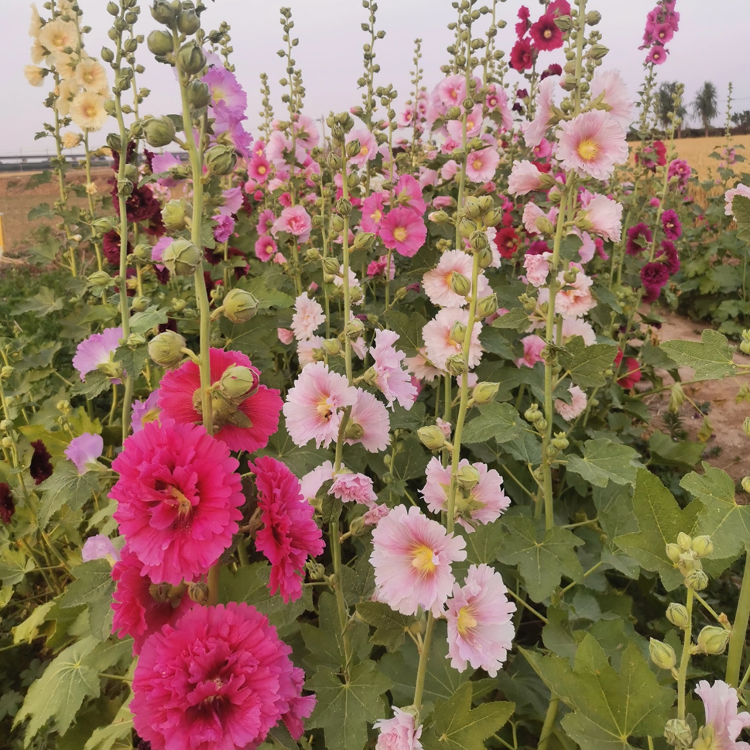 Hollyhock Seeds - Single Mix-Plantjoyfarm-Flower Seeds