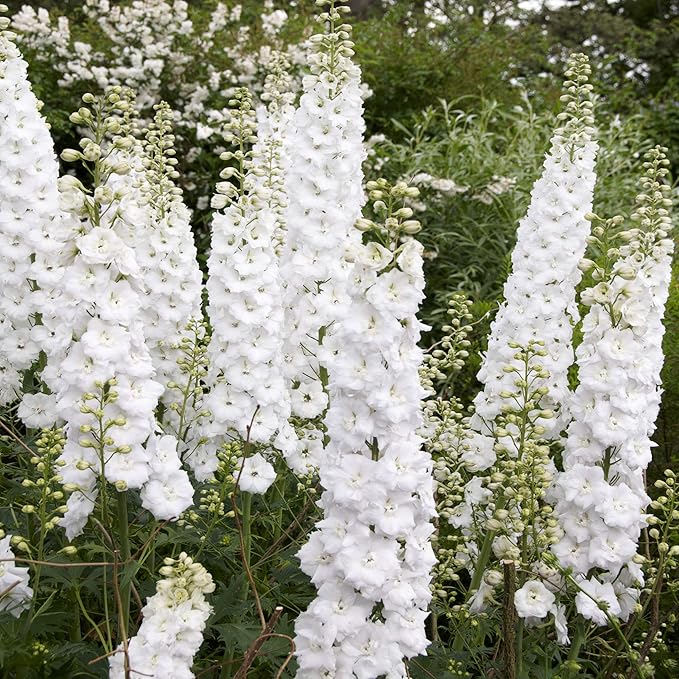 🌼🦋Mix-Colored Delphinium Seeds-Plantjoyfarm-new,Flower Seeds
