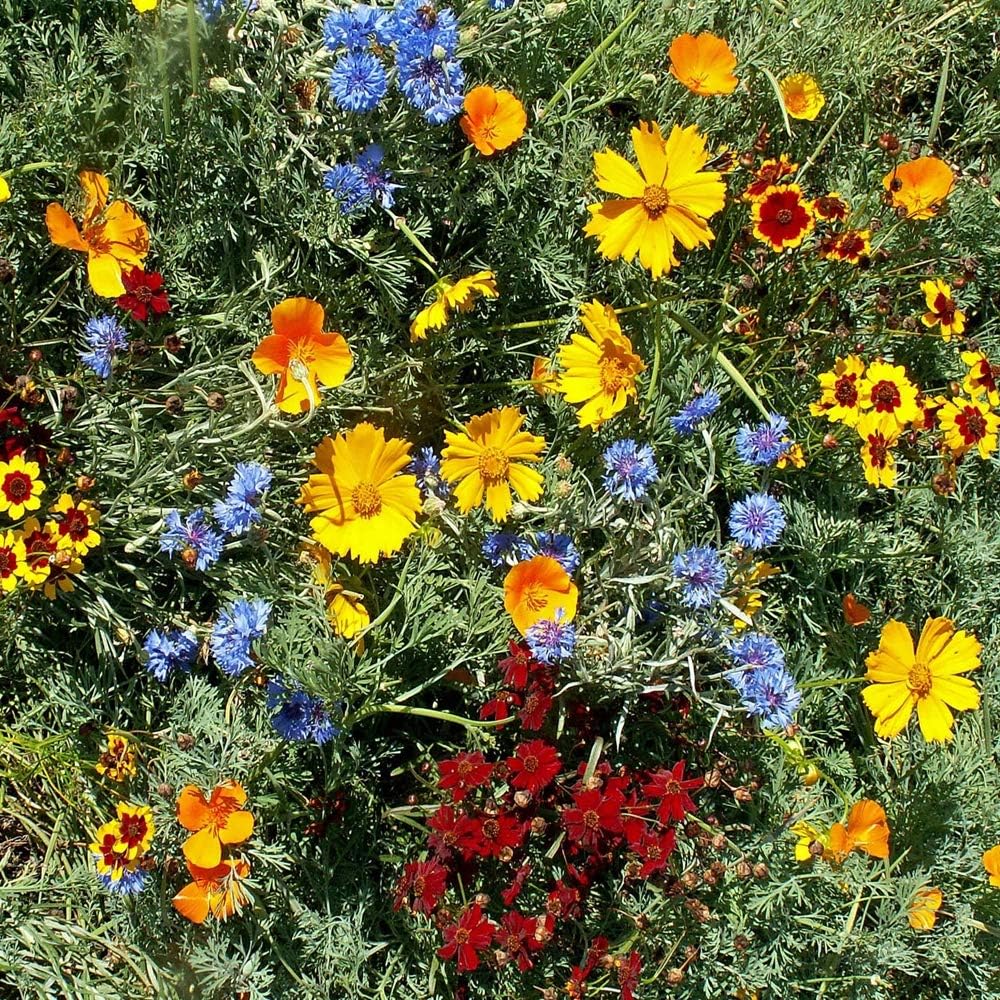 ✨Midwest Wildflower Seed Mix —— Low maintenance👨‍🌾-Plantjoyfarm-Flower Seeds,Garden Seeds,best selling