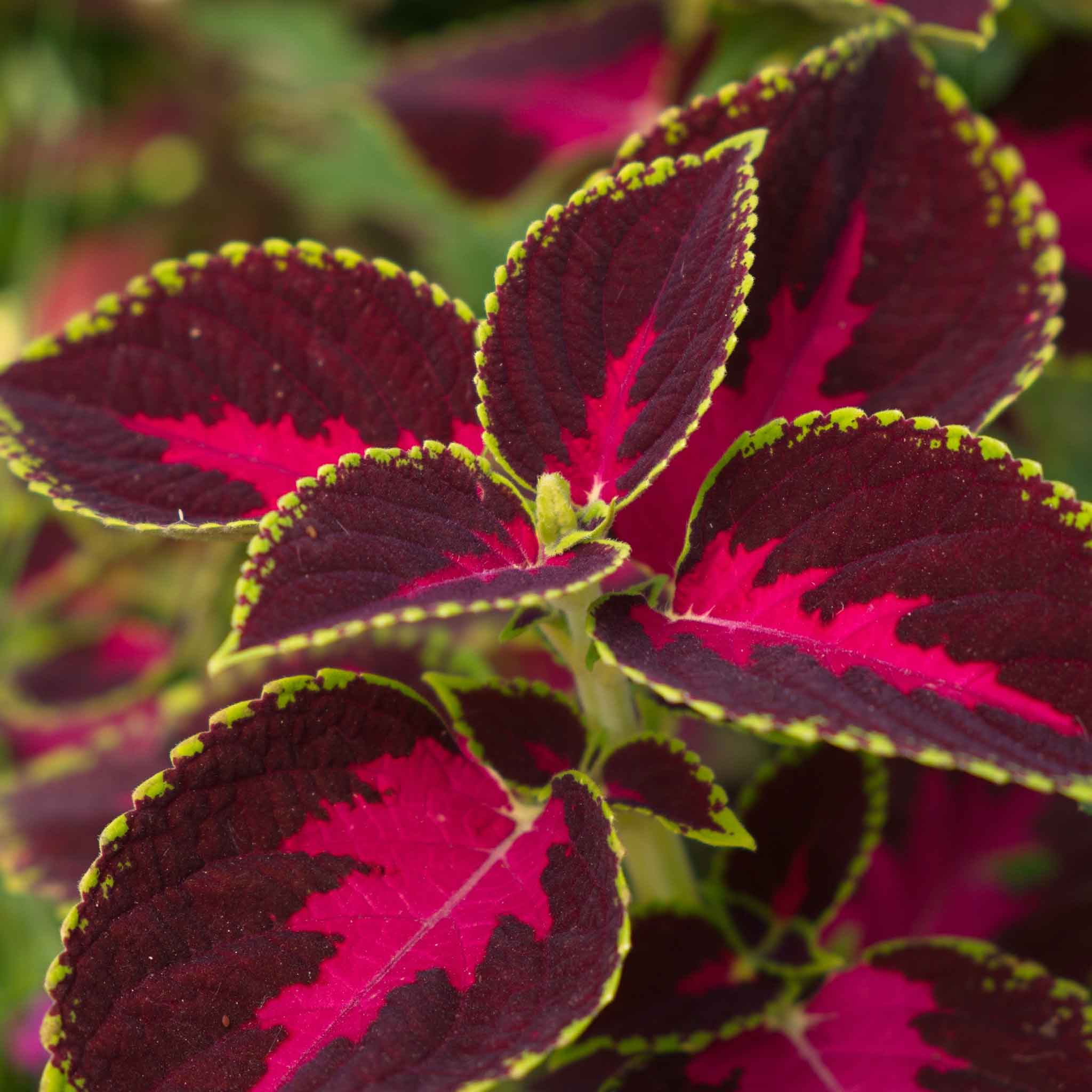 Coleus Seeds - Chocolate Covered Cherry-Plantjoyfarm-Flower Seeds,Deer Resistant