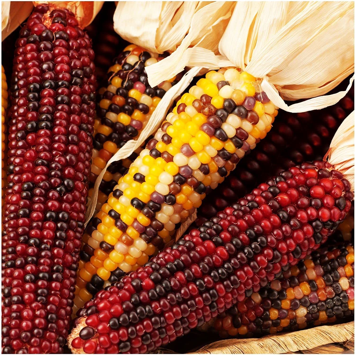 Decorative Corn Gem corn  Seeds-Plantjoyfarm-Vegetable Seeds,best selling