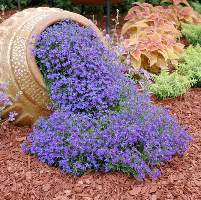 Lobelia Seeds - One of the best edging plants-Plantjoyfarm-Garden Seeds,Flowers Seeds,best selling