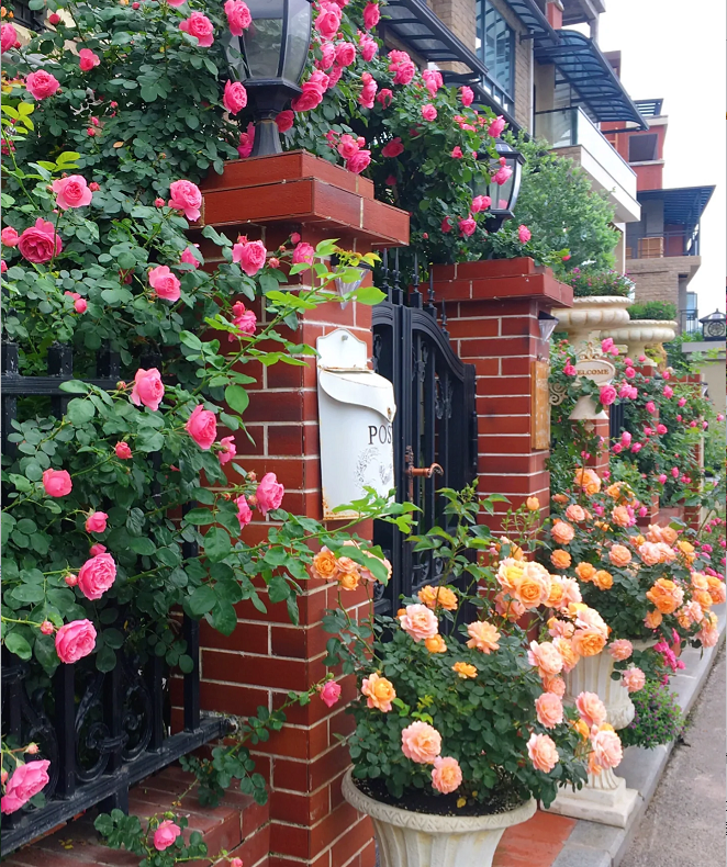🌹49% OFF🌹Unique Garden Climbing Rose Flower Seeds- Lucky Rising-Plantjoyfarm-