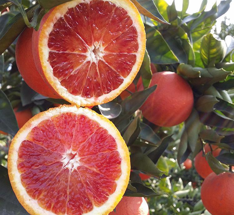 Red Flesh Blood Orange Seeds(🪴Can be potted)-Plantjoyfarm-