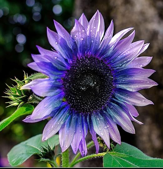 Sunflower Seeds For Planting Rare Multi Color Garden Seeds Sunflowers-Plantjoyfarm-Garden Seeds,Sunflower Seeds,best selling