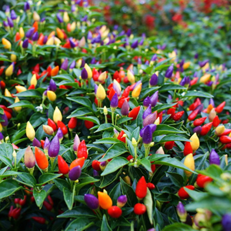 Chinese Five-Color Pepper Ornamental Pepper-Plantjoyfarm-Fruit Seeds,Vegetable Seeds,best selling