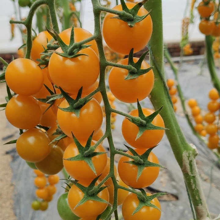 Patio Choice Yellow Cherry Tomato Seeds-Plantjoyfarm-Tomato Seeds,Fruit Seeds,best selling