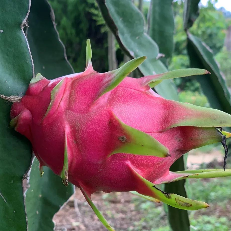 Multi-colored Dragon Fruit Seeds-Plantjoyfarm-Fruit Seeds,best selling