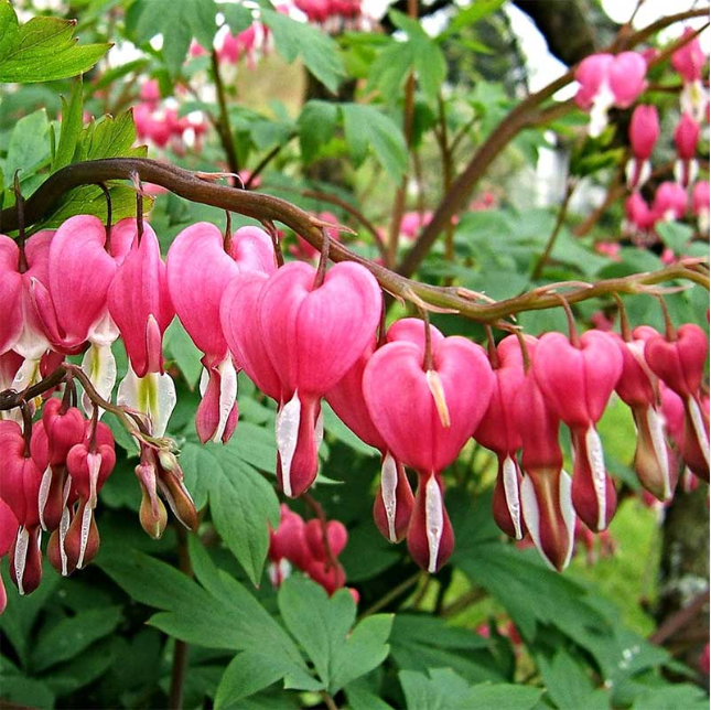 Ocean Bleeding Heart Seeds ~ Dicentra Spectabilis ~ Gifts ~ Grow Your Own ~ Spring Flowers-Plantjoyfarm-Flower Seeds,Garden Seeds,best selling