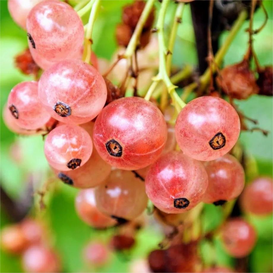 Multicolor Gooseberry Seeds-Plantjoyfarm-Fruit Seeds