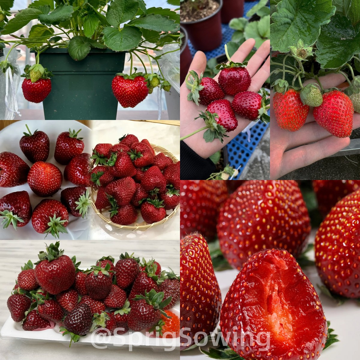 Black Pearl Strawberry Seeds-Plantjoyfarm-