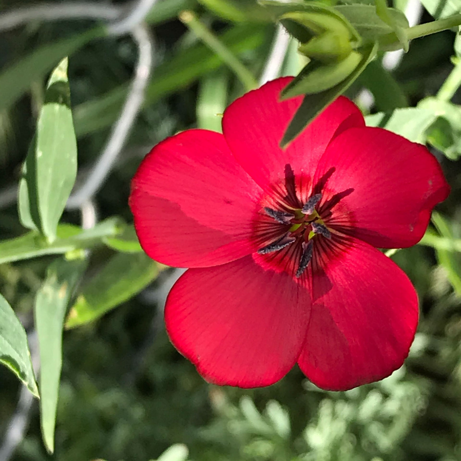 Scarlet Flax Seeds-Plantjoyfarm-Flower Seeds,Partial Shade