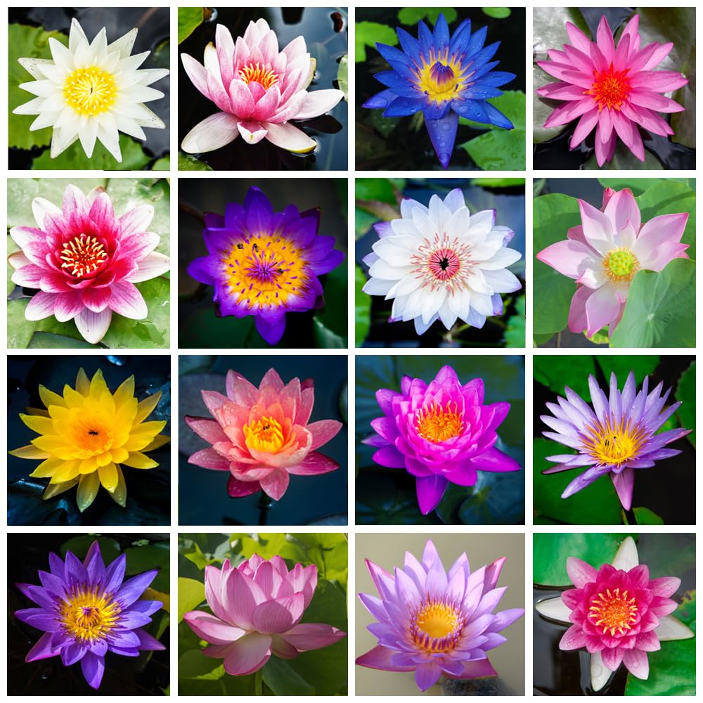 🌸【7 days germination】Last Day Sale - 50% OFF💐The Sacred Bonsai Bowl Lotus Flower Seed