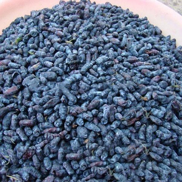 Egrow 50Pcs,100Pcs/Pack Lonicera Caerulea Fruit Seeds Home Garden Plants Honeyberry Blueberry Seeds-Plantjoyfarm-Fruit Seeds