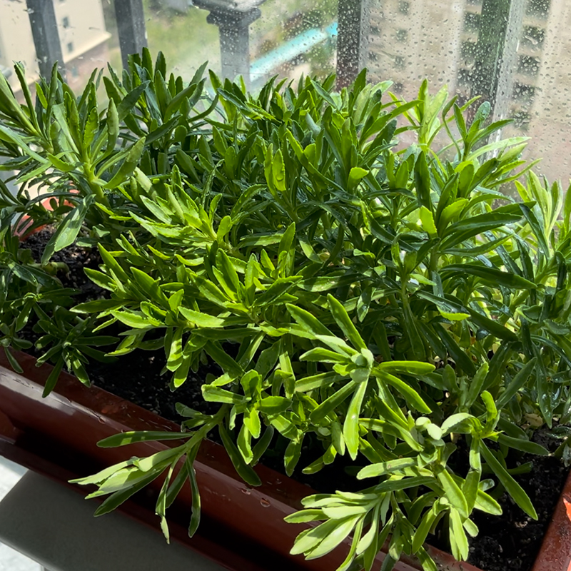 Phedimus Aizoon Seeds(Aizoon Stonecrop)-Plantjoyfarm-Vegetable Seeds,best selling