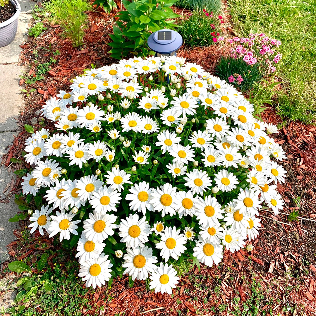 Popular Groundcover-Daisy Seeds-Plantjoyfarm-Flower Seeds