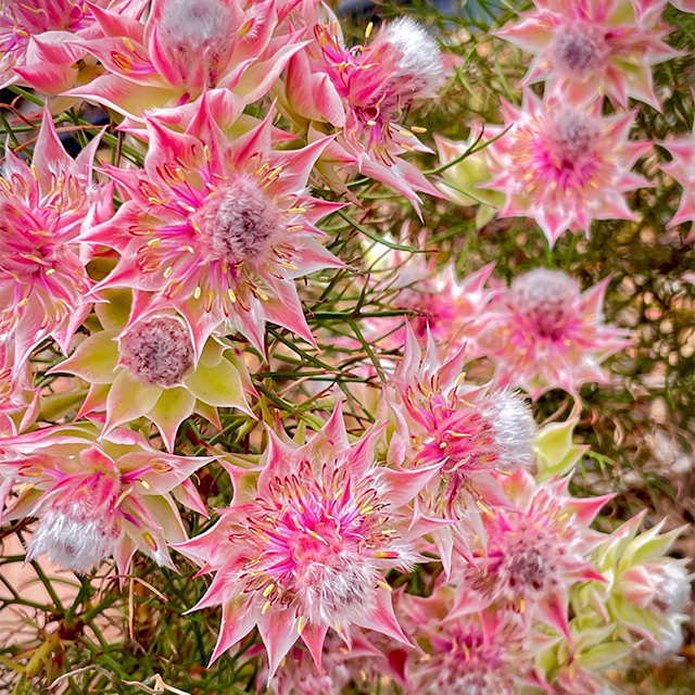 Rare Serruria florida Seeds - Blushing Bride-Plantjoyfarm-Flowers Seeds,Garden Seeds,best selling