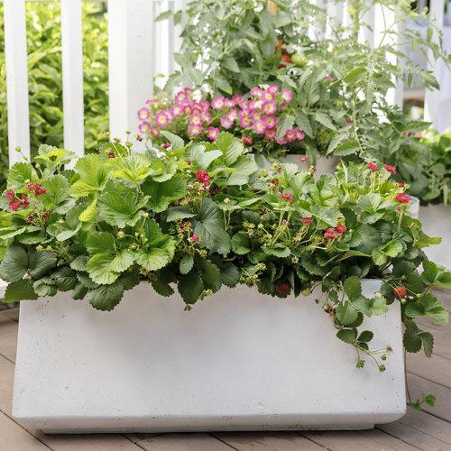 Garden Gem Tomatoes-Plantjoyfarm-Fruit Seeds