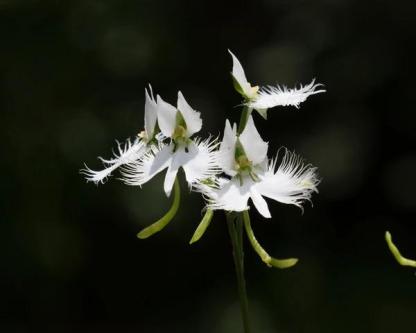 Habenaria radiata-Plantjoyfarm-Garden Seeds,best selling