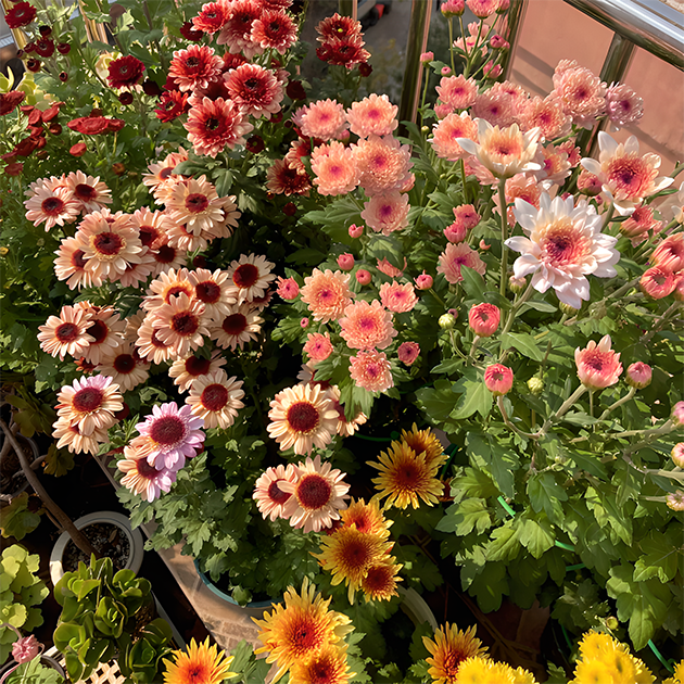 🌼Small Chrysanthemum Mixed Variety Seeds-Plantjoyfarm-Garden Seeds