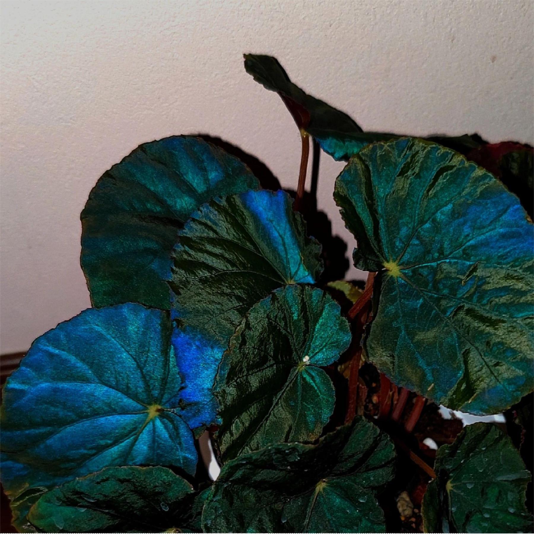 Peacock Begonia - blue begonia-Plantjoyfarm-Flowers Seeds,Garden Seeds,best selling