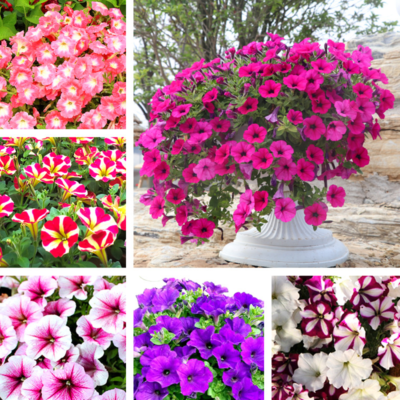 Mixed Petunias Seeds-Plantjoyfarm-Flower Seeds