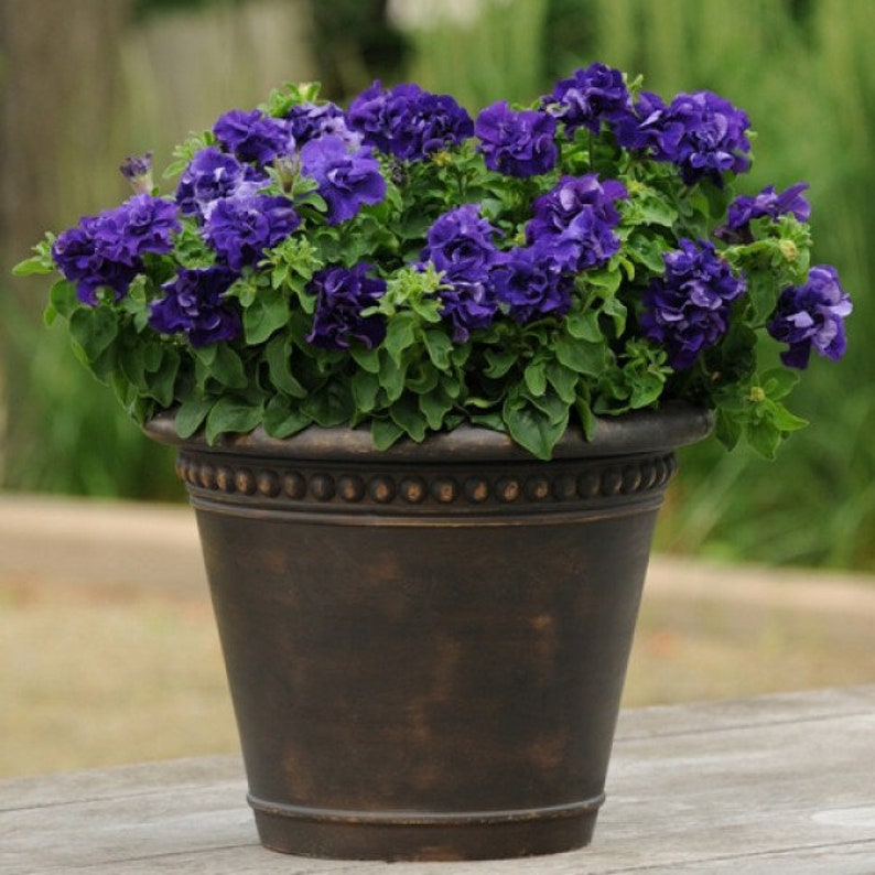 Double Cascade Petunia Duo Blue F1 Seeds - Petunia x hybrida-Plantjoyfarm-Petunia,Garden Seeds,best selling