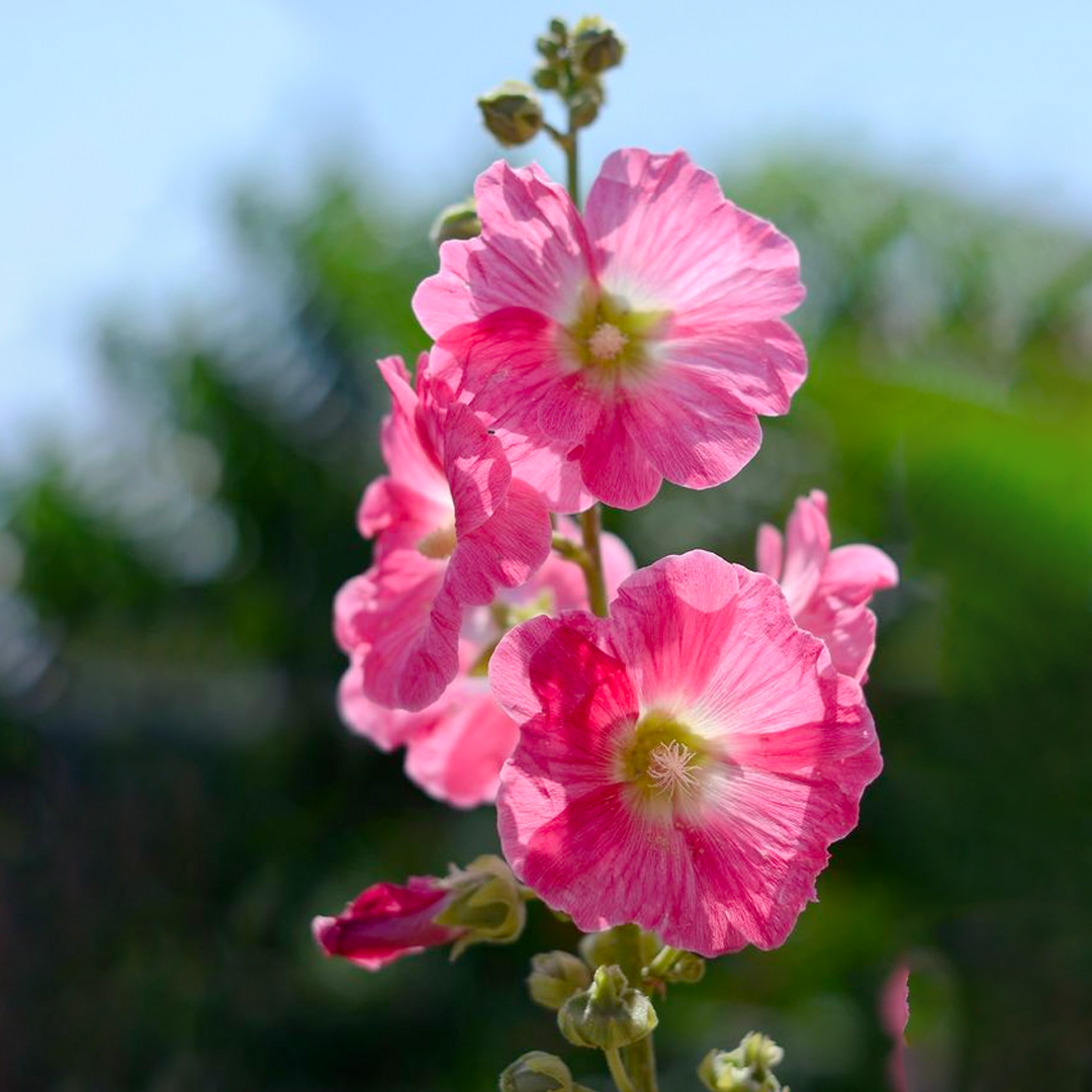 Hollyhock Seeds - Single Mix-Plantjoyfarm-Flower Seeds