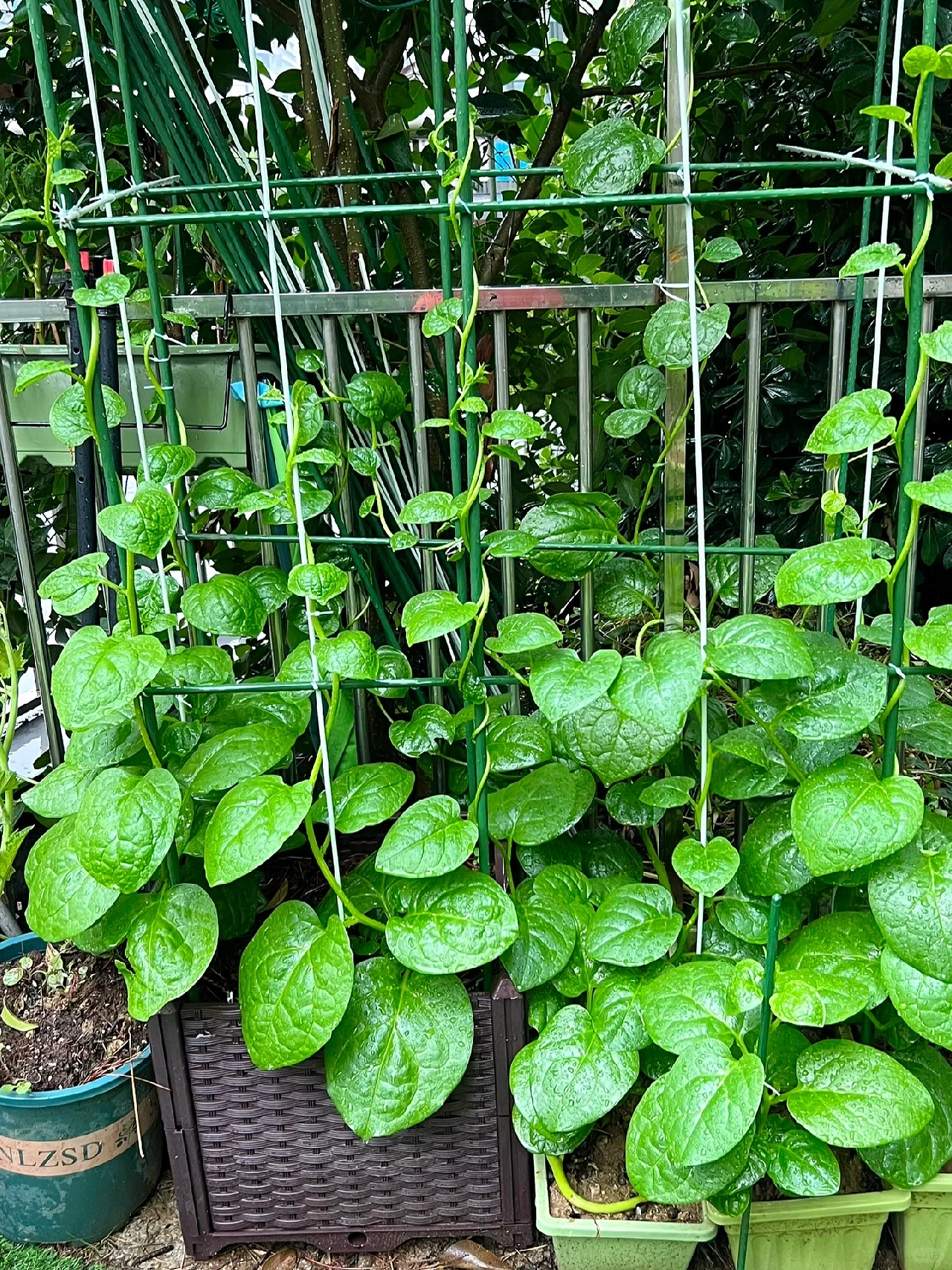 Basella Alba Seeds-Plantjoyfarm-Vegetable Seeds,best selling