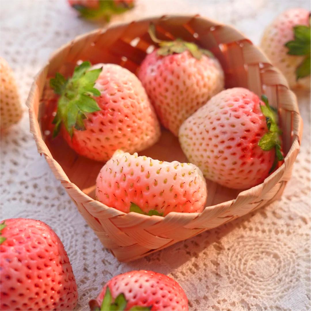 PEACH LAVENDER STRAWBERRY SEEDS (PEACH FLAVOR)-Plantjoyfarm-