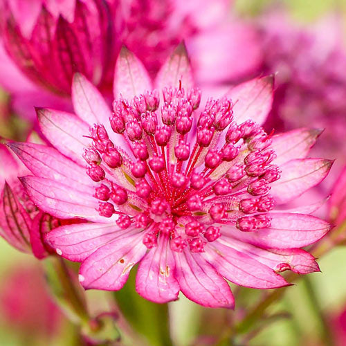 Cerise Button Astrantia-Plantjoyfarm-Flower Seeds,Garden Seeds,best selling