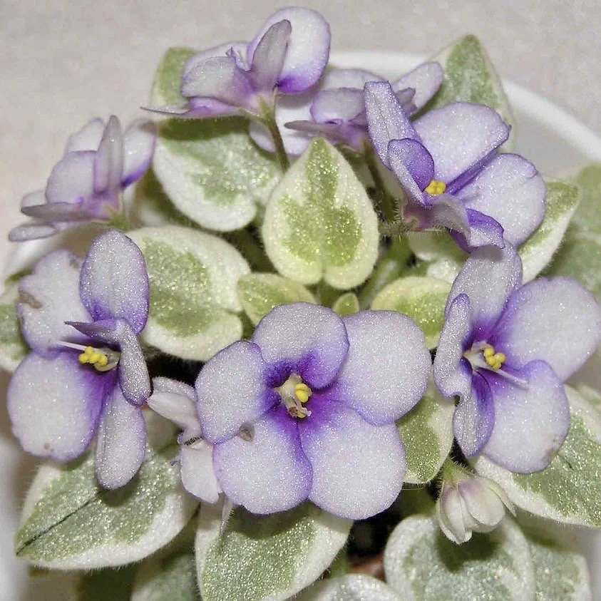 Mixed Miniature Variegated Violet Seeds-Plantjoyfarm-Flower Seeds,Garden Seeds,best selling
