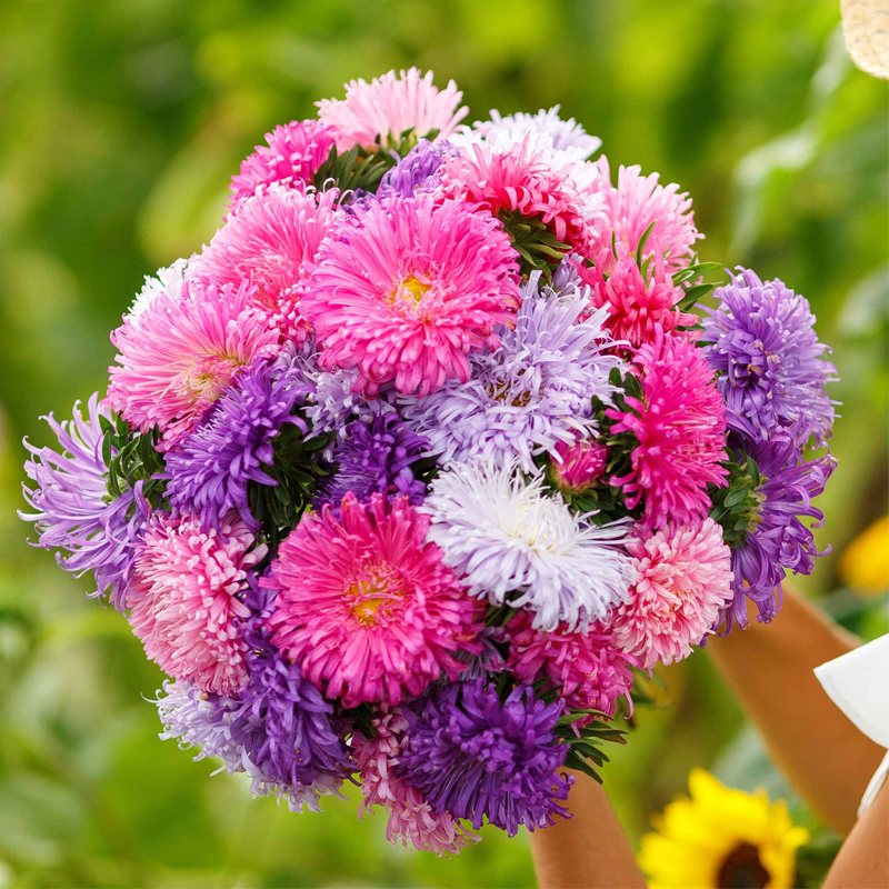 1000 Pcs Mixed Callistephus/Chinese Aster Seeds-Annual-Plantjoyfarm-Flower Seeds