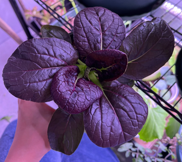 Purple Beauty Rapeseed Seeds-Plantjoyfarm-Vegetable Seeds