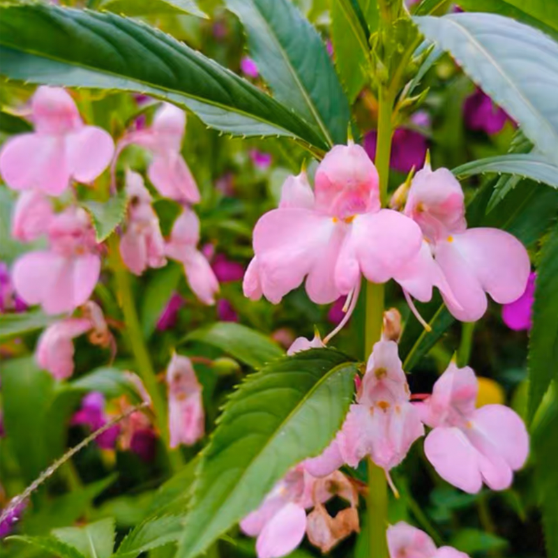 Best Flower For Shade: Mixed Impatiens Seeds-Plantjoyfarm-Flower Seeds