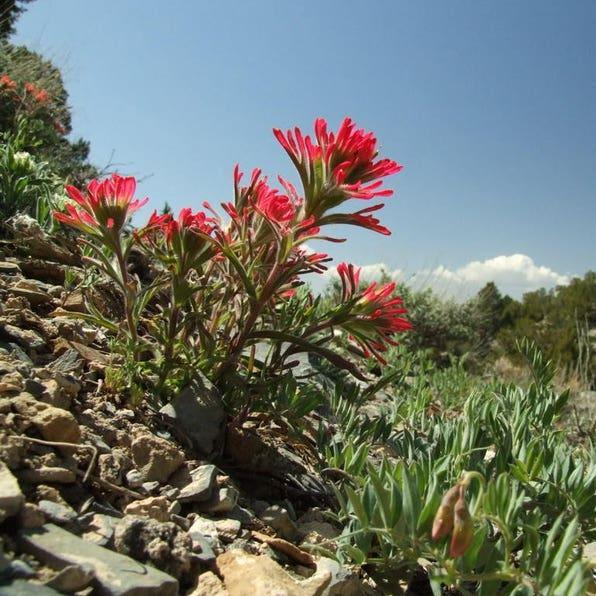 Red INDIAN PAINTBRUSH Castilleja Indivisa Flower Seeds-Plantjoyfarm-Flower Seeds,Garden Seeds,best selling