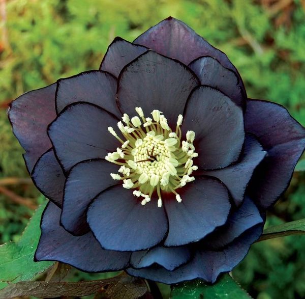 Honeymoon Hellebore, Christmas Rose-Plantjoyfarm-Flower Seeds,Garden Seeds,best selling