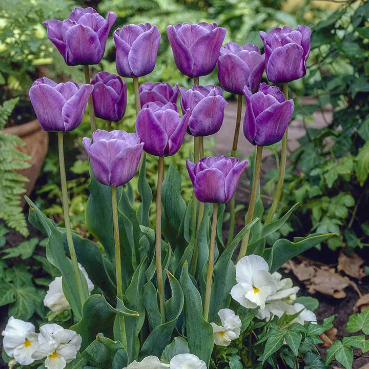 Bonsai Rare Color Tulip Seeds #13-Plantjoyfarm-Flower Seeds,Garden Seeds,tulip,best selling